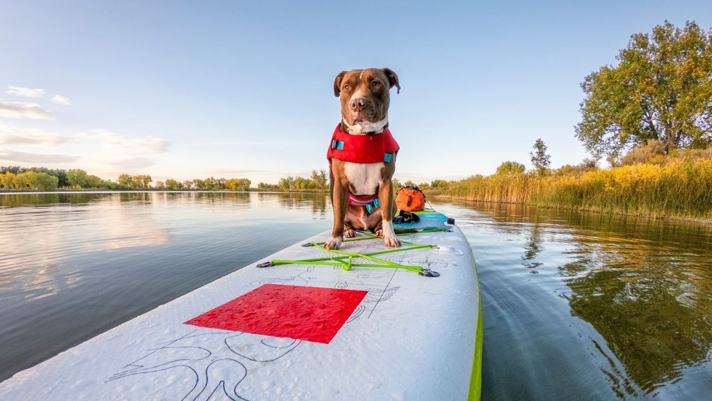 stand up paddle with a dog